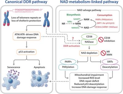 NAD-Linked Metabolism and Intervention in Short Telomere Syndromes and Murine Models of Telomere Dysfunction